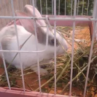 خرگوش ناز و شیطون