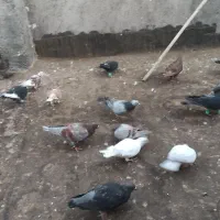 کفتر پرشی