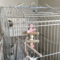 عروس هلندی جفت شده مطمعن|پرنده|ملایر, |دیوار