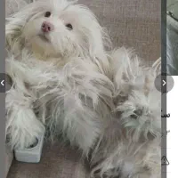 سگ شیتزو خانگی شناسنامه دار