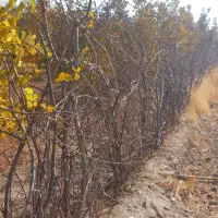 باغ ۱۰ ساله مثمر بر اتوبان تهران|فروش دفتر صنعتی، کشاورزی، تجاری|کرمانشاه, |دیوار