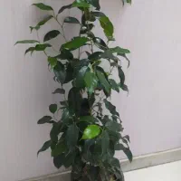 گل‌های اپارتمانی قیمت مناسب|گل و گیاه طبیعی|اصفهان, سرچشمه|دیوار