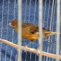 ماده آماده جفت‌نرفته