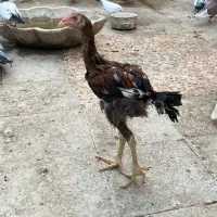 جوجه لاری اصل و نسب دار