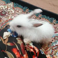 خرگوش با قفس