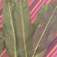 شاخه برگهای مصنوعی|گل مصنوعی|پردیس, فاز ۶|دیوار