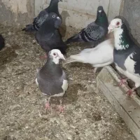 کفتر پرشی