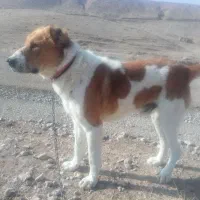 واگذاریسگ|سگ|قوچان, |دیوار