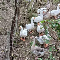 قوغاز نر ماده سالم سر حال