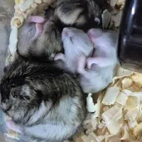 همستر کمپل دستی|موش و خرگوش|تهران, کیانشهر|دیوار