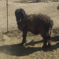 قوچ میش بره