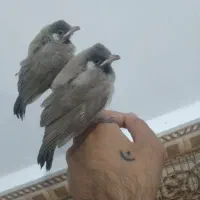 قناری