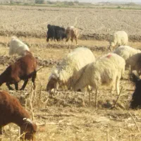 بز داشتی25تومن|حیوانات مزرعه|مهران (ایلام), |دیوار