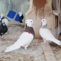 کبوتر جفتی طوقی|پرنده|بجنورد, |دیوار