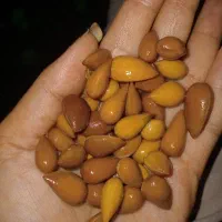 بادام درجه یک