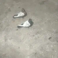 کبوتر سینه ای قاب مست مست نژاد دار