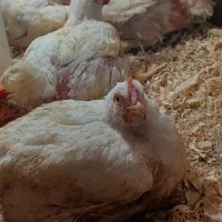 فروش مرغ گوشتی