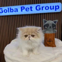 پررشین Super Flat