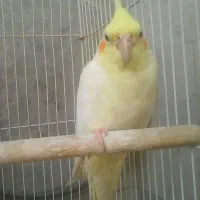 عروس هلندی گمشده|حیوانات|کوهدشت, |دیوار