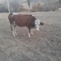 گاو سیمینتال|حیوانات مزرعه|حسین آباد, |دیوار