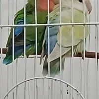 کوتوله  فنچ