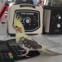 عروس هلندی جفت بالغ (تخم گذار)