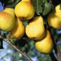 نهال فندق انیس ترکیه (ماکادومیا)|خدمات باغبانی و درختکاری|همدان, |دیوار