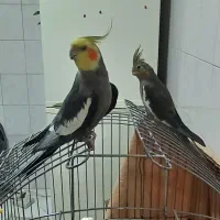 عروس هلندی یک جفت و دو تا جوجه هفت ماهه|پرنده|تهران, درکه|دیوار