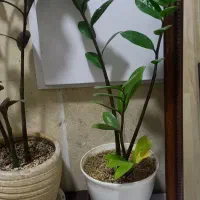 گل زاموفیلیا