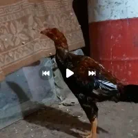 جوجه لاری|حیوانات مزرعه|نیشابور, دربقاضی|دیوار