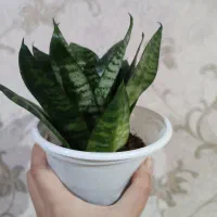 گل سانسوریا|گل و گیاه طبیعی|شاهرود, |دیوار