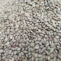 لوبیاچیتی،چشم بلبلی،نخودهمگی پاک شده