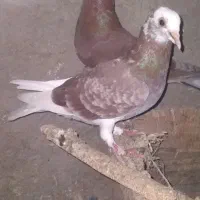 ۲تاکبوترپرشی|پرنده|آشخانه, |دیوار