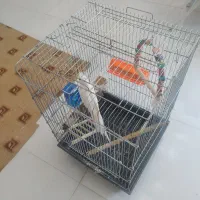 عروس هلندی|پرنده|جهرم, |دیوار