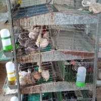 قفس صنعتی
