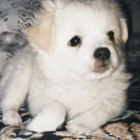 پانسیون خانگی