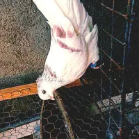 کفتر نوک کوتاه