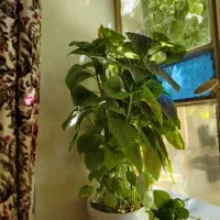 تعدای گل حسن یوسف بفروش|گل و گیاه طبیعی|نجفآباد, قدس|دیوار