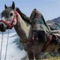 فروش دو اسب باری جوان