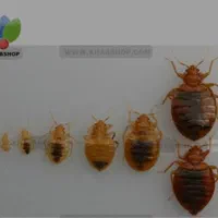 خدمات سمپاشی باضمانت کتبی سم پاشی سوسک وساس