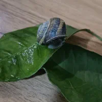 حیوان خانگی|خزنده|مشهد, شهید فرامرز عباسی|دیوار