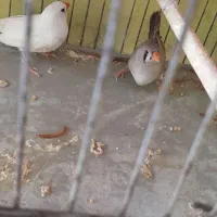 زبرا با دو تا جوجه