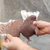 کبوتر ناب|حیوانات|اسلام‌شهر, مطهری|دیوار