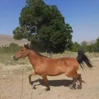 مادیان|اسب و تجهیزات اسب‌سواری|کاشان, کارگر|دیوار