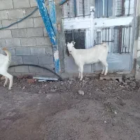 بزغاله عتیقه|حیوانات مزرعه|جوانرود, |دیوار