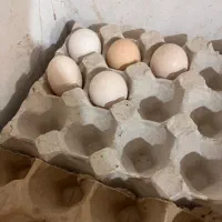 تخم‌ نطفه دار سلطان فول