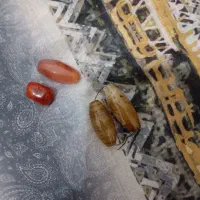 مهره|جواهرات|یاسوج, |دیوار