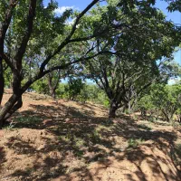 باغ درجه یک دوبر فنس کشی|فروش دفتر صنعتی، کشاورزی، تجاری|فولادشهر, فولادشهر|دیوار