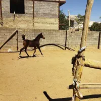 اسب دوسر عرب|اسب و تجهیزات اسبسواری|همدان, |دیوار