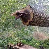 خرید انواع چوب|خدمات باغبانی و درختکاری|اراک, |دیوار